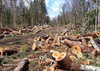 6 Pelaku Illegal Logging di Sarolangun Dibekuk Polisi