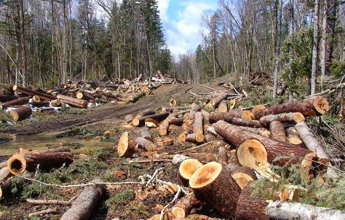 6 Pelaku Illegal Logging di Sarolangun Dibekuk Polisi