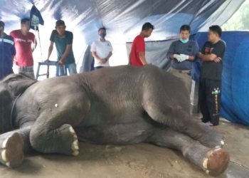 Sakit, Yanti Mati di Taman Rimba Jambi