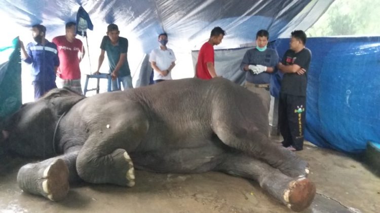 Sakit, Yanti Mati di Taman Rimba Jambi