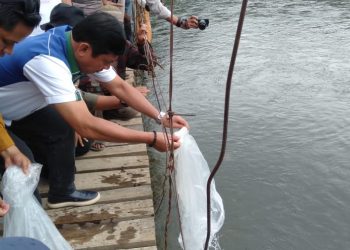 Syafril Nursal tebar ribuan benih Ikan di Sungai Batang Merangin, Kamis (5/11). FOTO: IST
