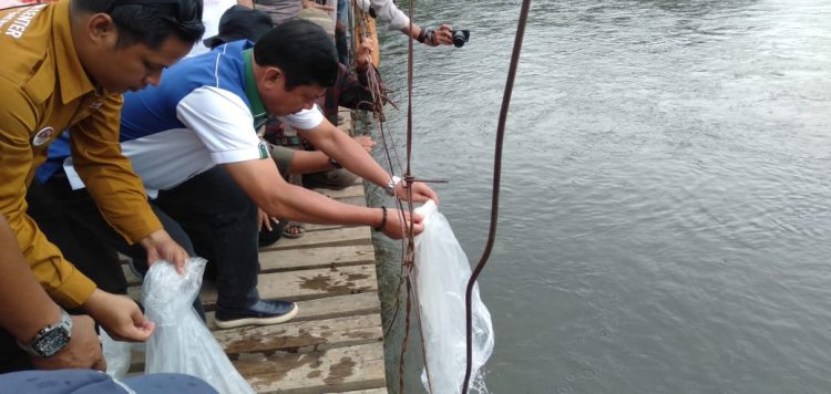 Syafril Nursal tebar ribuan benih Ikan di Sungai Batang Merangin, Kamis (5/11). FOTO: IST