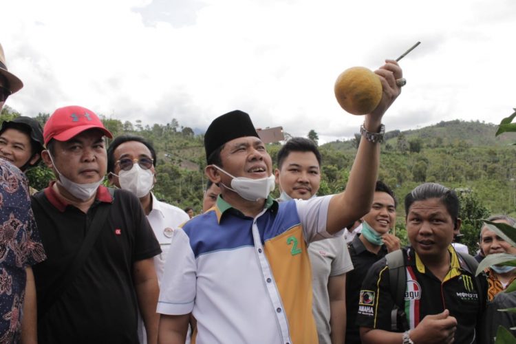 Syafril Nursal Harapkan Jeruk Gerga Kerinci Menjadi Jeruk Nomor Satu Dunia