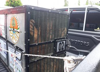 Welcome Back To Habitat, Orangutan Sumatera