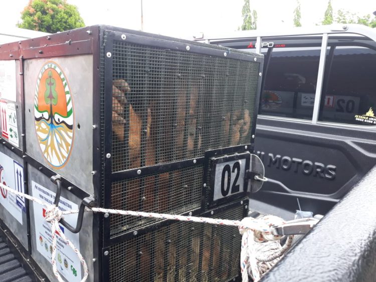 Welcome Back To Habitat, Orangutan Sumatera