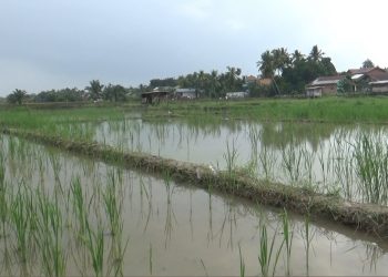 Lahan Pertanian di Kota Jambi Menyusut Drastis
