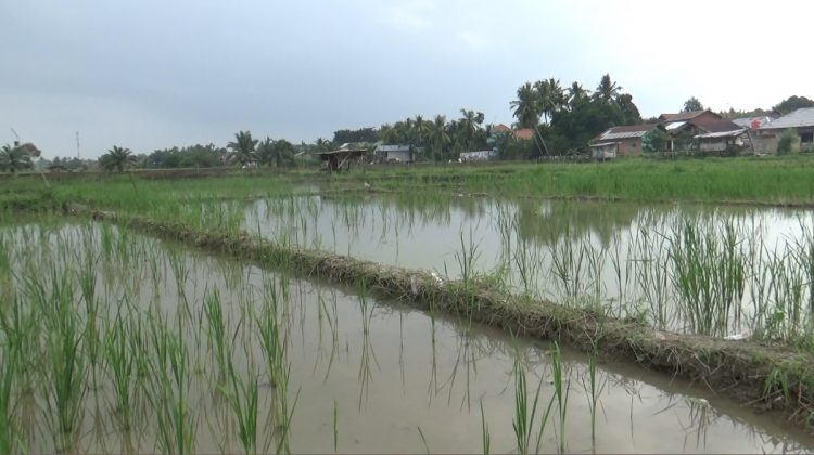 Lahan Pertanian di Kota Jambi Menyusut Drastis