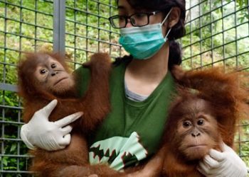 Dua Orangutan Sumatera Dipindahkan dari Lampung ke Jambi