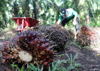 Turun, Harga CPO di Jambi