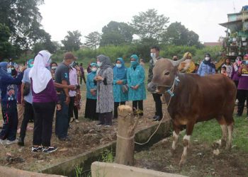 Hesnidar Haris Serahkan Bantuan Hewan Kurban ke Warga Legok Kota Jambi