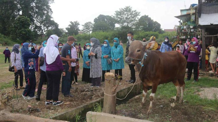 Hesnidar Haris Serahkan Bantuan Hewan Kurban ke Warga Legok Kota Jambi