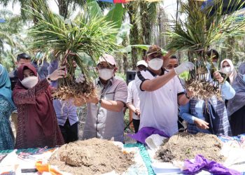 Bupati Anwar Sadat Hadiri Acara Panen Jahe Merah Desa Sungai Muluk