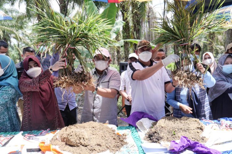 Bupati Anwar Sadat Hadiri Acara Panen Jahe Merah Desa Sungai Muluk