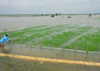Puluhan Hektar Sawah di Batanghari Terendam Banjir