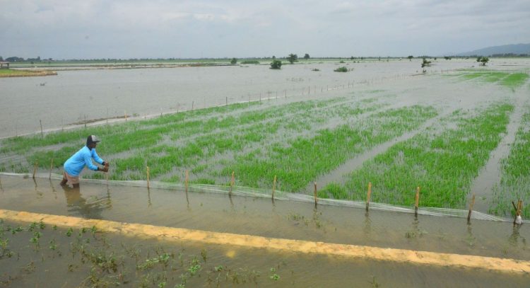 Puluhan Hektar Sawah di Batanghari Terendam Banjir