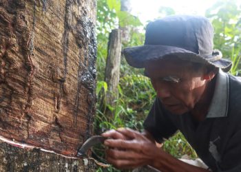 Membangun Kembali Harapan Petani Karet di Kabupaten Tebo: Antara Gajah, Sawit, dan Karet