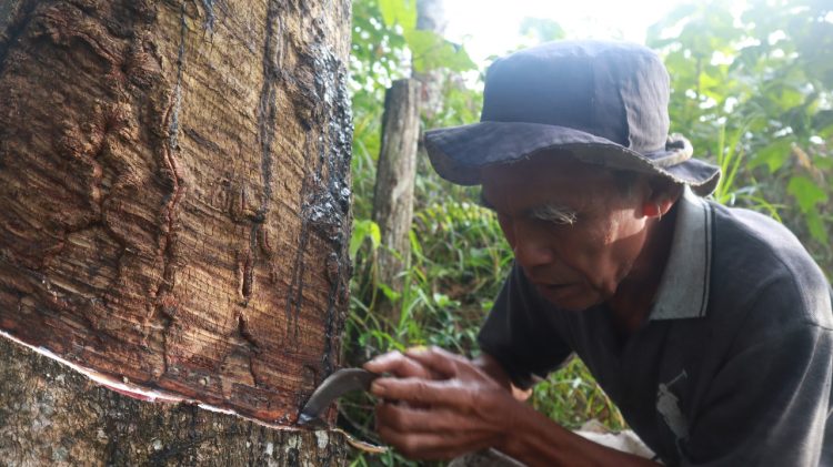 Membangun Kembali Harapan Petani Karet di Kabupaten Tebo: Antara Gajah, Sawit, dan Karet