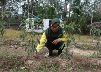 Home Gardening: Solusi Hemat dan Sehat untuk Keluarga 