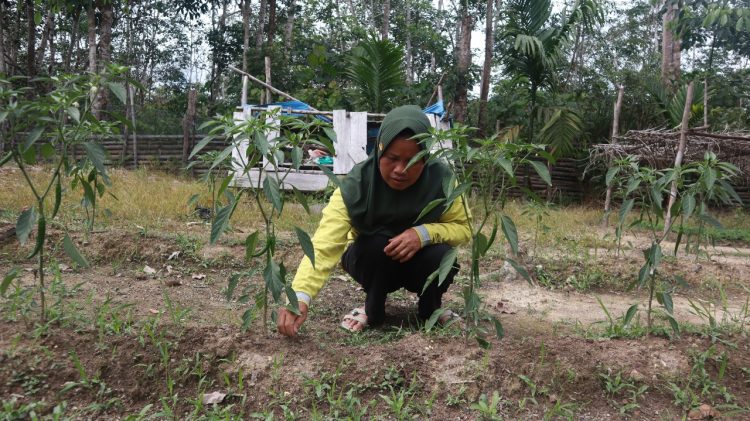 Home Gardening: Solusi Hemat dan Sehat untuk Keluarga
