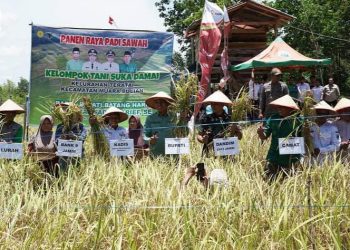 Bupati MFA Menghadiri Panen Raya Padi Di Kelurahan Teratai